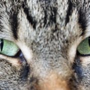 Cat's eyes staring