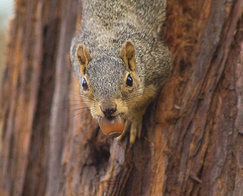 A brown squirrel on a tree with an acorn in its mouth