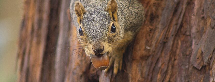 A brown squirrel on a tree with an acorn in its mouth