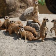 Meerkat family speaking meerkat language