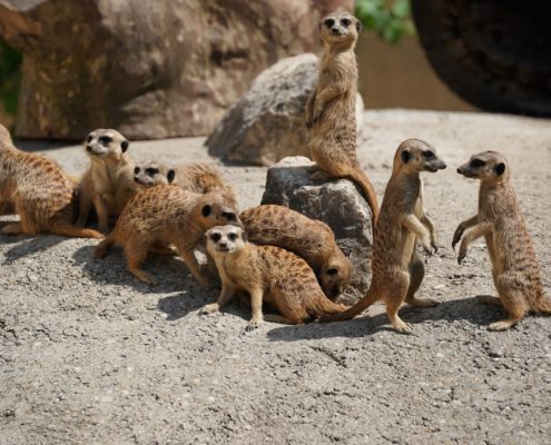 Meerkat family speaking meerkat language