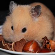 Hamster with hazelnuts