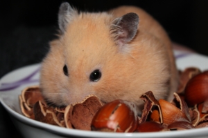 Hamster with hazelnuts