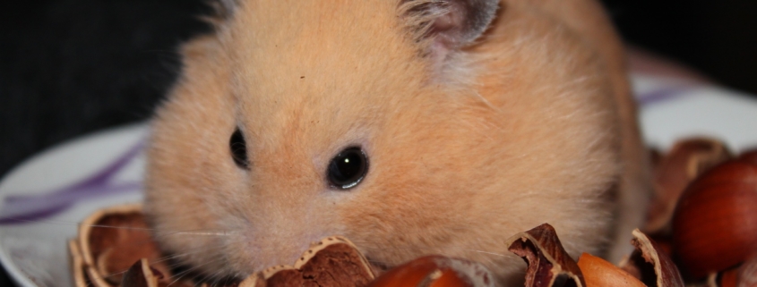 Hamster with hazelnuts
